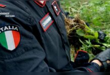 Sorpreso con otto chili di Marijuana:::Arrestato un 58enne