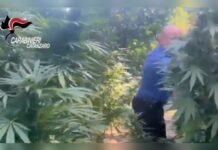 Scoperte 70 piante di Marijuana e un’arma clandestina:::Misura cautelare per un 50enne