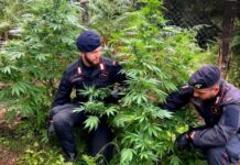 Marijuana, armi e munizioni:::Blitz dei Carabinieri