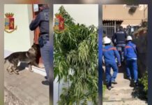 Allacci abusivi, coltivazione e spaccio di Marijuana:::Blitz della Polizia