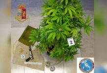 In possesso di piantine di Marijuana e di una pistola:::In manette un 34enne