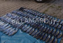 Cetraro:::Guardia Costiera sanziona alcuni diportisti. 120 Tonni Rossi presi illegalmente