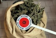Oltre sei chili di Marijuana in un nascondiglio:::Blitz della POLIZIA