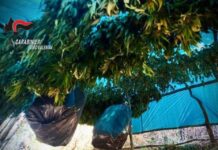 1500 piante, alcune delle quali essiccate:::Centrale della Marijuana scoperta dai Carabinieri