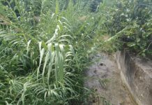 Belvedere M:::Fiume Gafaro. Impegno Comune sollecita (ancora) interventi “Basta approssimazione”.