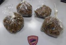 Detenzione ai fini di spaccio di sostanze stupefacenti e furto aggravato di energia elettrica:::Arrestato 70enne