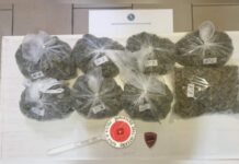 Blitz della Polizia:::Sequestro di oltre due chili di Marijuana