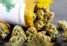 Cannabis terapeutica: è legge la proposta di Laghi sottoscritta da tutta la Commissione sanità