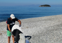Diamante:::Comune e Plastic Free Onlus insieme per l’ambiente. Soddisfatto Cauteruccio