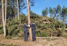 Taglio abusivo, sequestrati 4 ettari di bosco nel Cosentino
