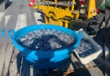 Tirreno Cosentino:::Sequestrato un quintale di pesce non idoneo al consumo umano