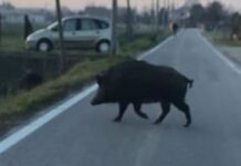 Cinghiale investito da auto in corsa sulla Strada Statale 18