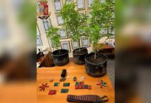 Droga, munizioni e piante di Marijuana:::Arresti