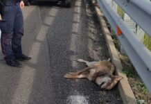 Cosenza:::Rinvenuto a bordo strada un Lupo morto