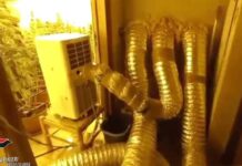 Scoperta una piantagione di Marijuana:::Arrestato un 25enne