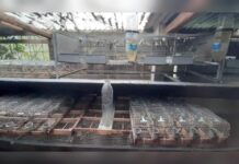 Detenevano illegalmente uccelli di specie protette:::Deferiti in due