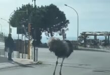 Strada Statale 18:::struzzo ‘Passeggia’ tra Campora San Giovanni e Amantea