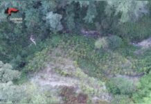 Piantagione di Marijuana:::due arresti in provincia di Cosenza