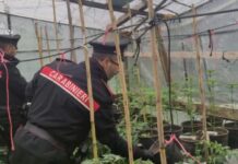 In casa con oltre 400 grammi di marijuana da spacciare
