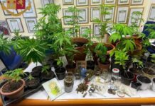 In possesso di 40 piante di Marijuana e della droga da spacciare