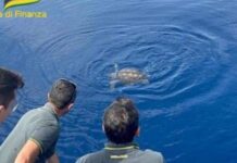 Paola: salvata tartaruga caretta caretta, ferita da un amo che aveva in bocca