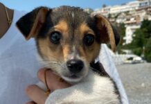 Tirreno Cosentino. Cucciolo di cane lanciato in mare salvato dai bagnanti