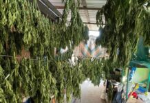 Spaccio di droga. Arrestate 5 persone e sequestrate diverse sostanze stupefacenti