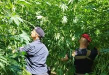 San Lucido e Cetraro. Trovate piantagioni di Marijuana. Blitz dei Carabinieri -FOTO-