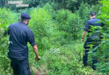 Scoperta piantagione di Marijuana. Oltre 1200 piante alte due metri