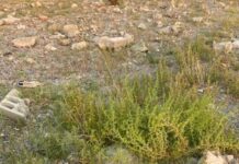 Degrado nel campo sportivo di Cetraro. Aieta: “Non se ne può più”