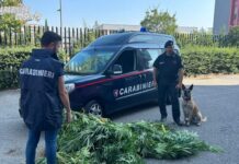 Piantagione di Marijuana in casa. Blitz dei Carabinieri nel cosentino
