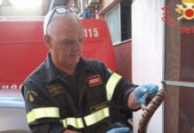Amantea. I Vigili del Fuoco recuperano un Pitone reale