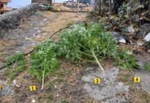 Dai domiciliari coltivava Marijuana da spacciare. In manette