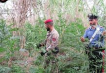 Coltivazione di Marijuana nel cosentino. Beccato un 48enne