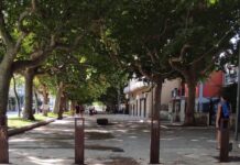 Praia a Mare. I platani del viale della libertà sono stati dichiarati alberi monumentali