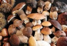 San Lucido. Successo per la festa d’autunno 2023