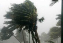 Tirreno Cosentino. Vento e maltempo. Albero cade danneggia una macchina