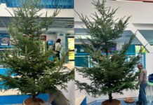 Belvedere M.mo, alberi di Natale nelle scuole e nel centro storico. Iniziativa dell’amministrazione comunale