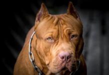 Orrore nel cosentino. Pitbull aggredisce una donna e azzanna cane di piccola taglia