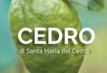 Il Cedro di Santa Maria del Cedro ritorna a Berlino