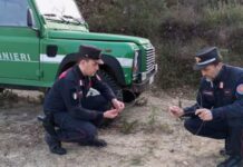 Bracconaggio nel Parco Nazionale della Sila. Operazione dei Carabinieri
