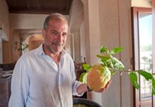 Cedro Festival 2024: La Riviera si prepara ad accogliere l’evento dedicato al Cedro di Santa Maria del Cedro