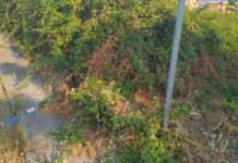 Scalea, marciapiedi invasi dalle erbacce. Insorge il consigliere Orrico