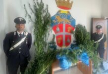 Tirreno Cosentino. Scoperta una piantagione di Marijuana. Tre arresti