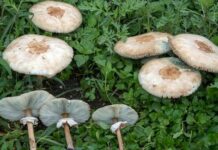 Il Chlorophyllum molybdites, fungo tossico di origine tropicale, spunta anche a Belvedere M.mo