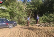 Beccati mentre tagliavano alberi in un bosco comunale, arrestati 4 ladri di legname nel cosentino