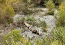 Santa Maria del Cedro. Prevenzione del rischio idrogeologico. Autorizzata pulizia del fiume Abatemarco