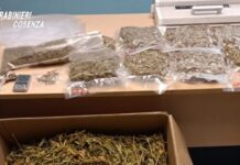 Ancora droga sul Tirreno Cosentino. Arrestato un 46enne aveva una fabbrica della marijuana in casa