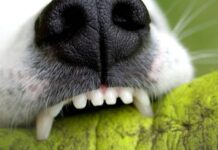 Grosso cane aggredisce 58enne calabrese, rischia di perdere un braccio