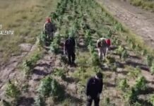 Blitz antidroga: sequestrati oltre 30 chilo di marijuana, 10mila piante di cannabis, armi da guerra e munizioni